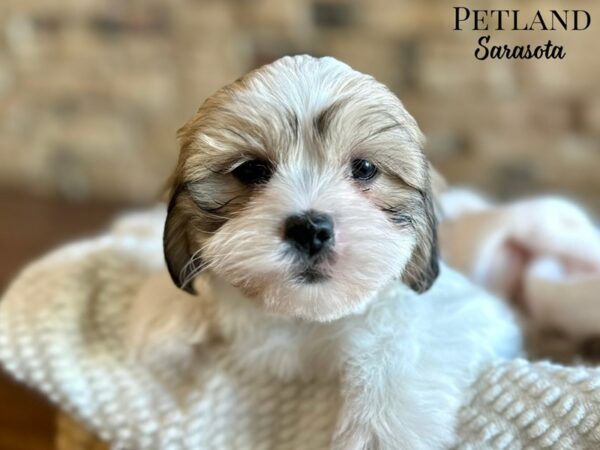 [#28695] Brown / White Male Teddy Bear Puppies for Sale