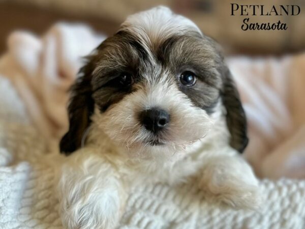 [#28696] Brindle / White Male Teddy Bear Puppies for Sale