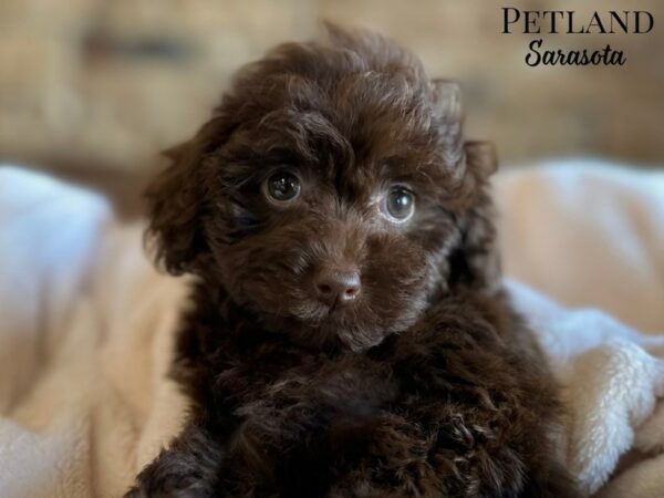 [#28697] Chocolate Female Havapoo Puppies for Sale