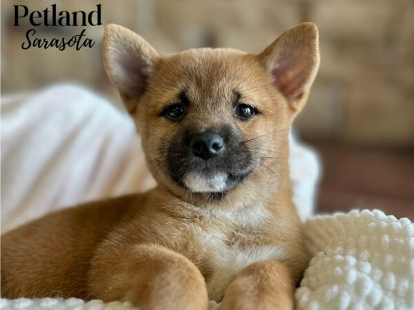 [#28642] Red Female Shiba Inu Puppies for Sale