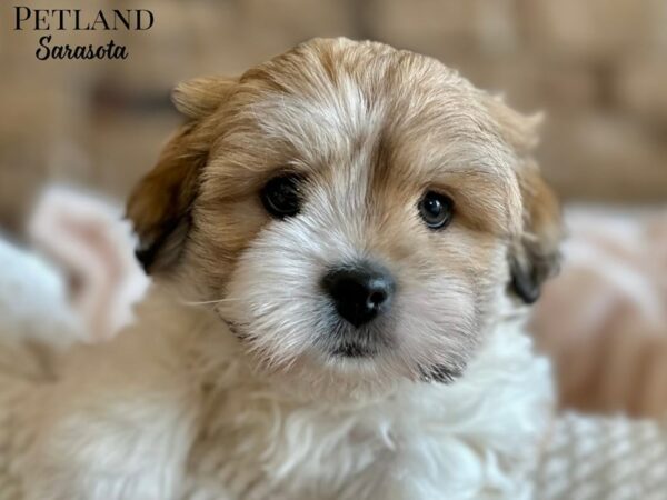 [#28679] Chocolate / White Male Teddy Bear Puppies for Sale