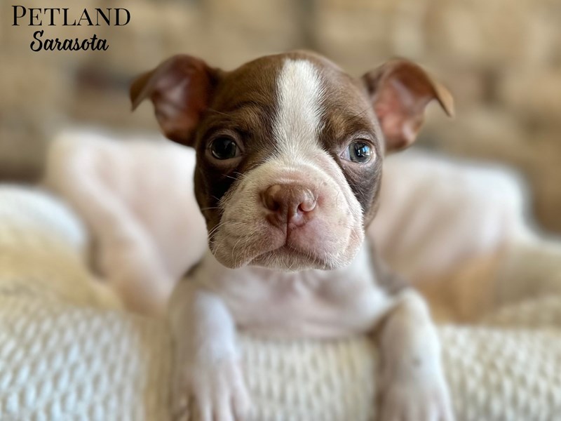 Boston Terrier - 28804 Image #1