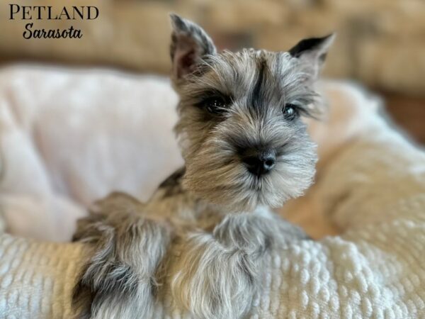 [#28793] Blue Merle Female Miniature Schnauzer Puppies for Sale