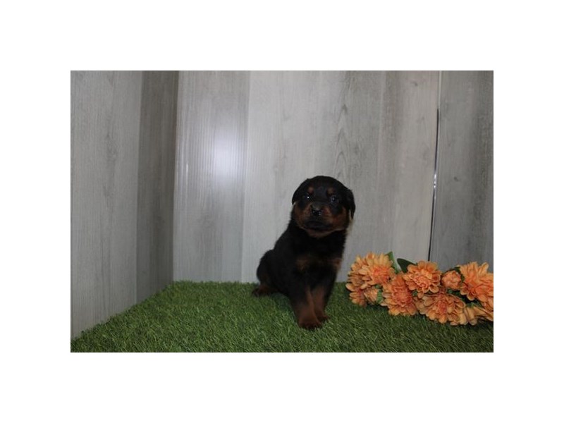 Rottweiler - 28841 Image #1