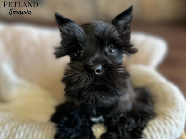 [#28866] Black Female Miniature Schnauzer Puppies for Sale