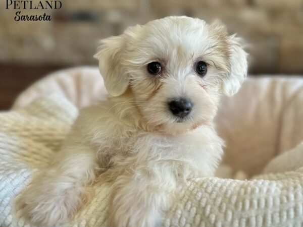 [#28854] White / Sable Female Coton De Tulear Puppies for Sale