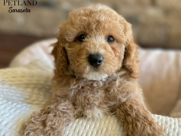 [#28867] Red Male Poodle Puppies for Sale