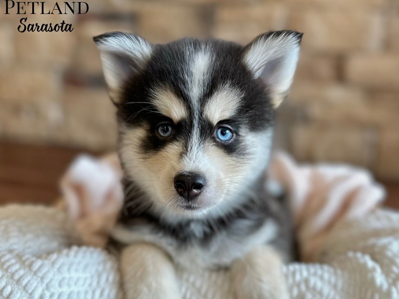 Pomsky - 28720 Image #1