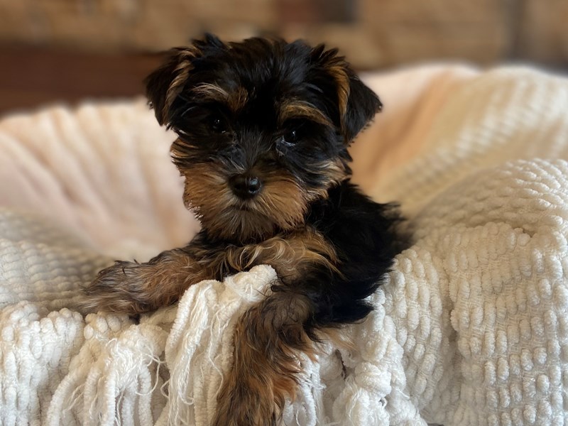 Yorkshire Terrier - 28818 Image #1