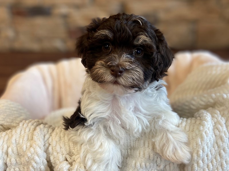 Havanese - 28823 Image #1