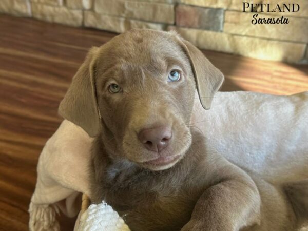 [#28850] Silver Male Labrador Retriever Puppies for Sale