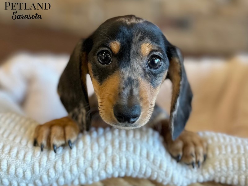 Available Pets Page 2 of 5 Petland Sarasota, Florida