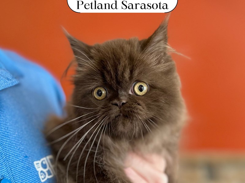 Kittens for Sale Petland Sarasota, Florida