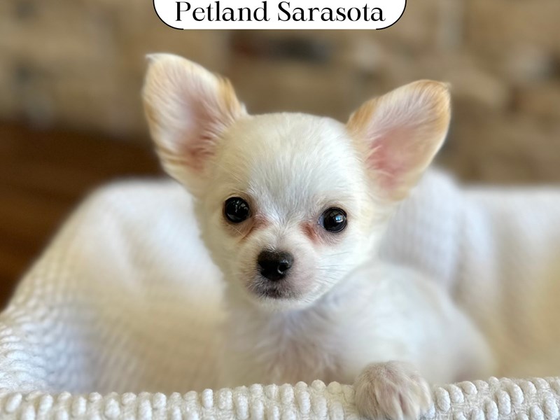 Available Pets Page 2 of 6 Petland Sarasota, Florida
