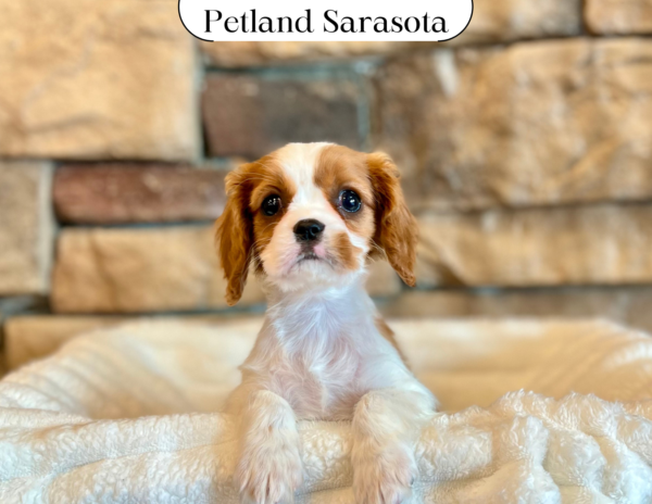 [#25104-07] - Red / White F Cavalier King Charles Spaniel Puppies for Sale