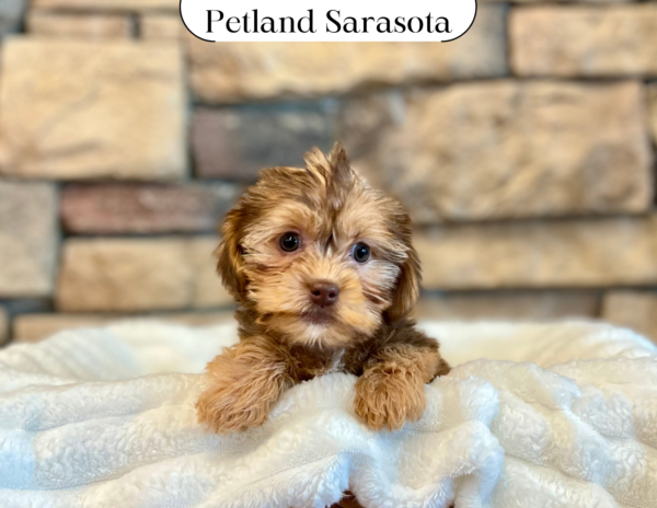 [#254-05] - Brown F Yorkie/Shih Tzu Puppies for Sale