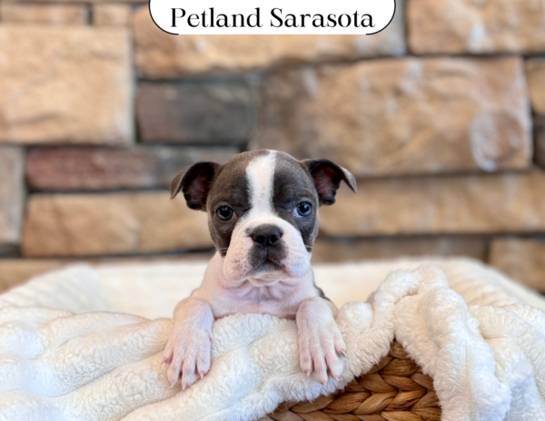 [#25159-05] - Blue / White F Boston Terrier Puppies for Sale