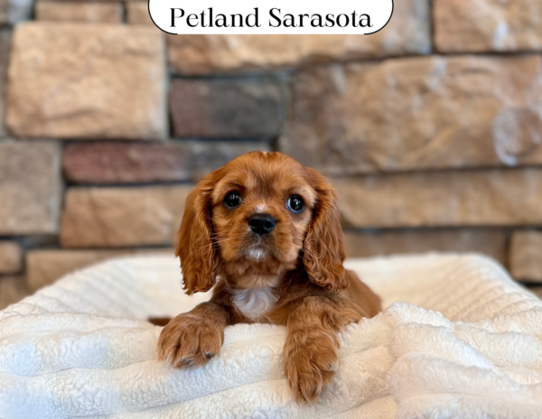 [#25221-02] - Ruby M Cavalier King Charles Spaniel Puppies for Sale