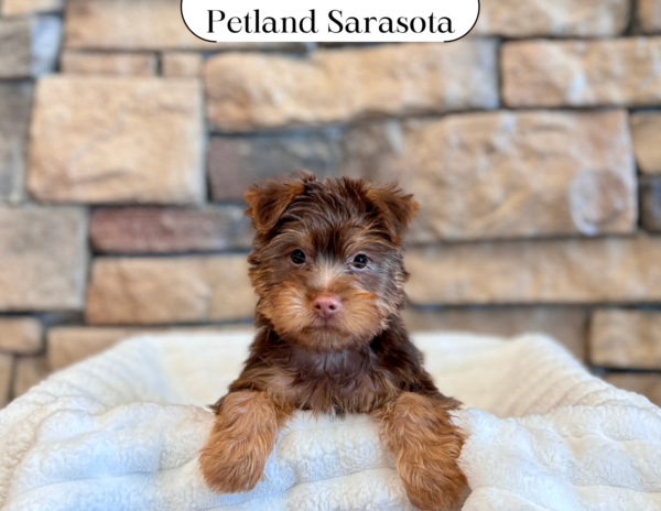 [#25310-01] - Chocolate M Silky Terrier Puppies for Sale