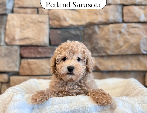 [#25110-03] - Apricot M Poodle Mini Puppies for Sale