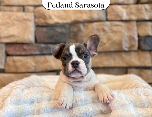 [#243404-06] - Blue F French Bulldog Puppies for Sale