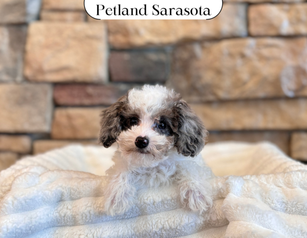 [#2581-02] - Blue Merle M Poodle Toy Puppies for Sale