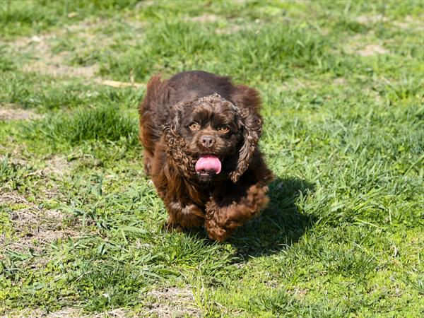 [#25260-01] - Brown / White F Cocker Spaniel Puppies for Sale