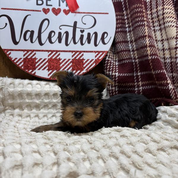 [#2511-02] - Black / Tan M Yorkshire Terrier Puppies for Sale