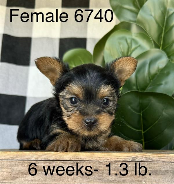[#25108-01] - Black / Tan F Yorkshire Terrier Puppies for Sale