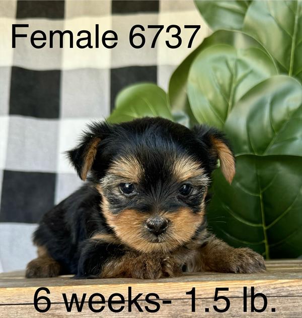 [#25108-02] - Black / Tan F Yorkshire Terrier Puppies for Sale