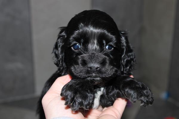 [#25235-05] - Black M Cocker Spaniel Puppies for Sale