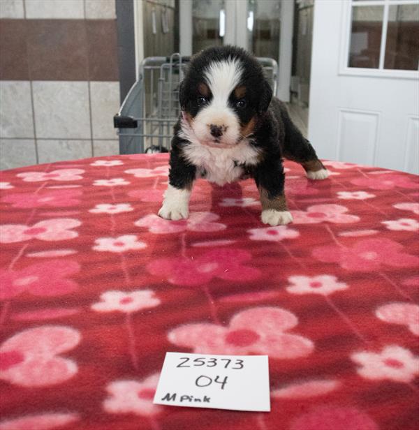 [#25373-04] - Black M Bernese Mountain Dog Puppies for Sale