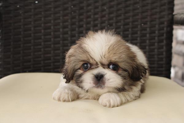 [#25200-01] - Sable / White M Pekingese Puppies for Sale