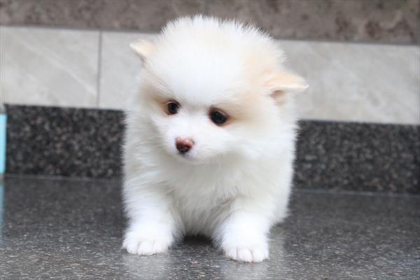 [#25552-01] - Cream M Pomeranian Puppies for Sale