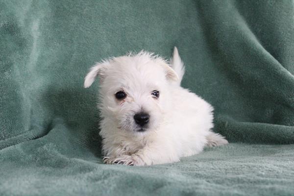 [#25318-02] - White F West Highland White Terrier Puppies for Sale