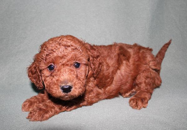 [#25422-08] - Red F Goldendoodle Mini 2nd Gen Puppies for Sale