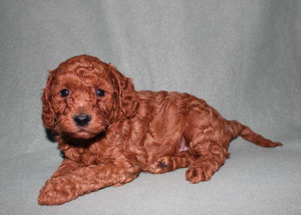 [#25422-02] - Red M Goldendoodle Mini 2nd Gen Puppies for Sale