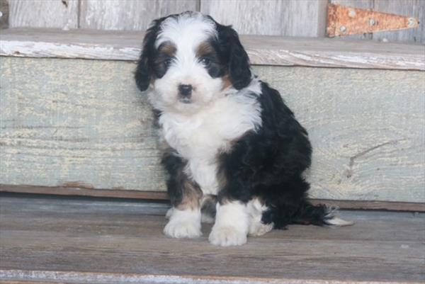 [#25683-02] - Black White / Tan M Bernedoodle Mini 2nd Gen Puppies for Sale