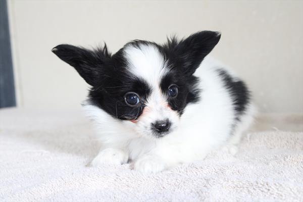 [#25324-04] - Black / White F Papillon Puppies for Sale