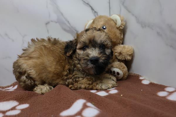 [#25312-05] - Wheaten F Whoodle Puppies for Sale
