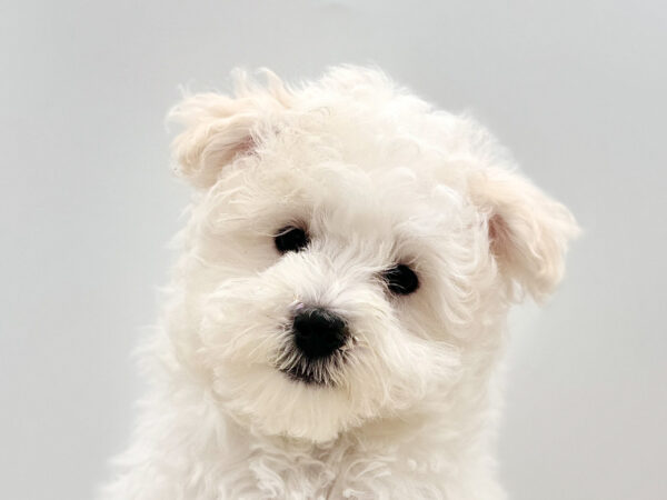 [#25338-01] - White M Poodle/Maltese Puppies for Sale