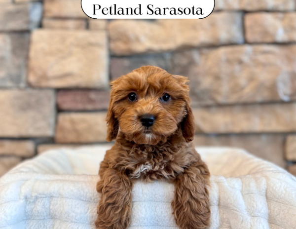 [#2580-03] - Golden F Cavapoo Puppies for Sale