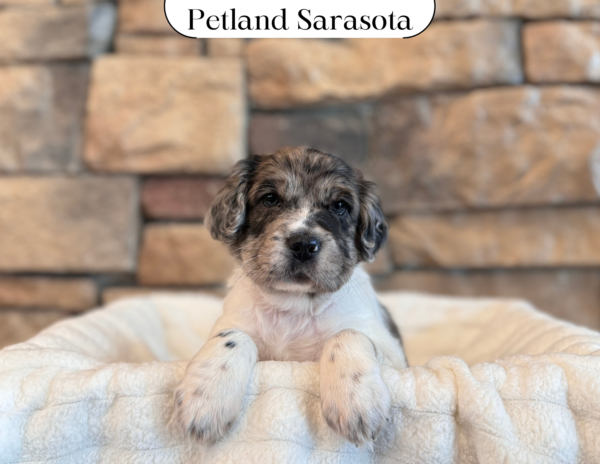 [#25133-06] - Merle F Hippo Mini Puppies for Sale