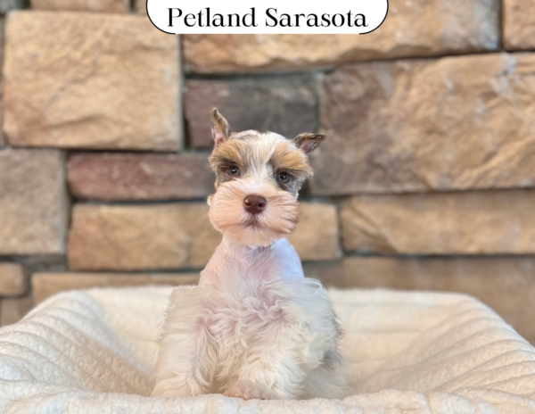 [#25218-02] - Liver F Miniature Schnauzer Puppies for Sale