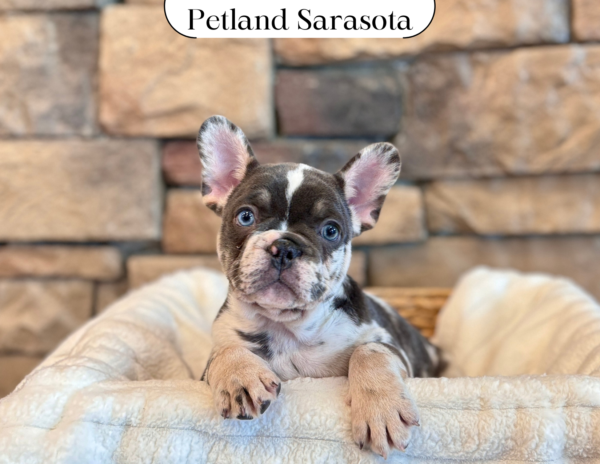 [#25306-01] - Merle M French Bulldog Puppies for Sale