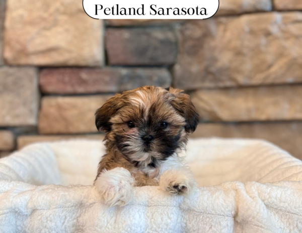 [#2573-05] - Brown / White F Shih Tzu Puppies for Sale