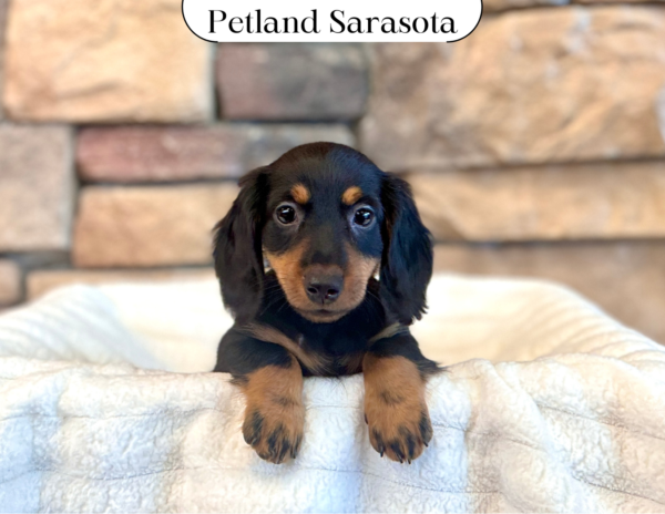 [#25190-02] - Black / Tan M Dachshund Puppies for Sale