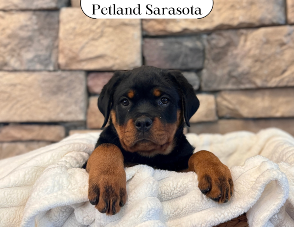 [#25186-04] - Black / Tan F Rottweiler Puppies for Sale