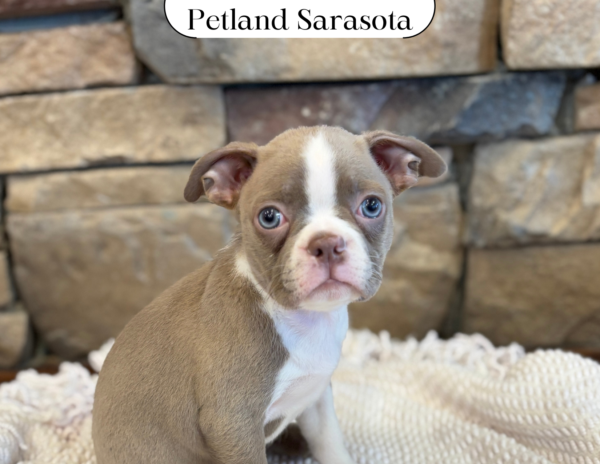 [#25259-03] - Lilac / White F Boston Terrier Puppies for Sale