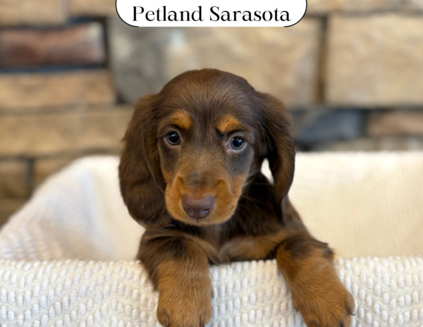 [#25215-02] - Chocolate / Tan M Dachshund Puppies for Sale